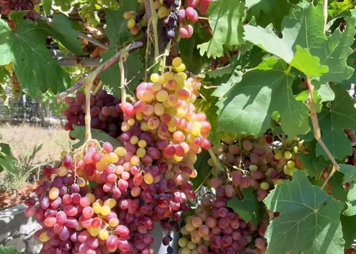 Sea-nature-wellness Apartment Kolymbia