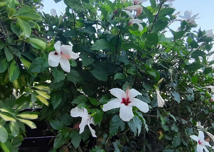 Apartament Sea-nature-wellness *